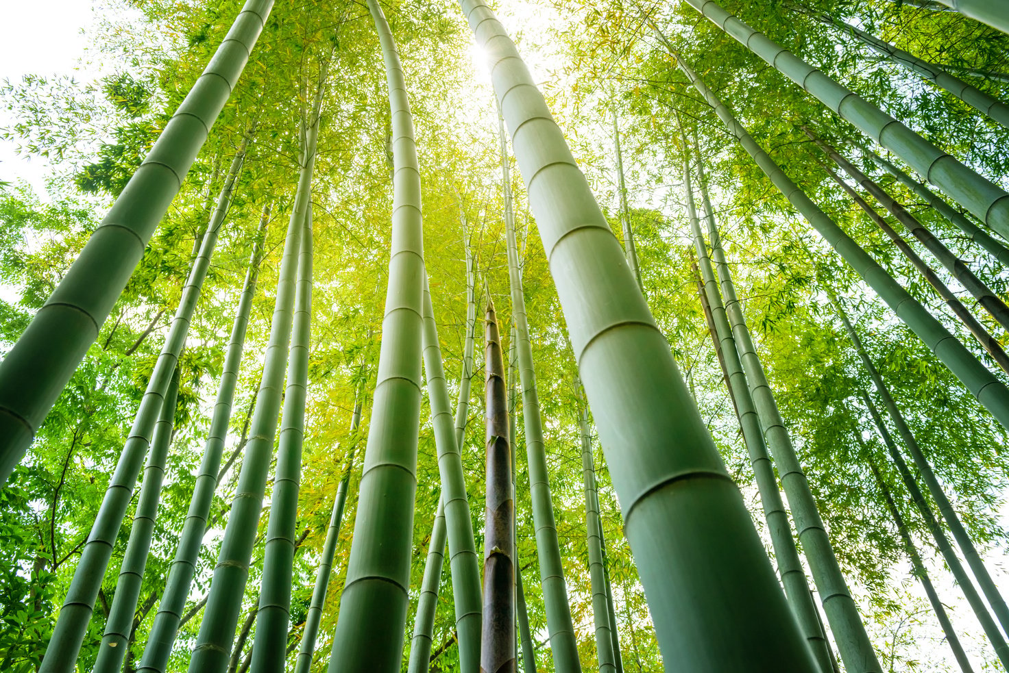 Bamboo grove bamboo shoots